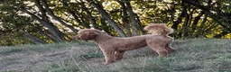 Miniature Poodle dogs for stud: STUNNING MINIATURE POODLE AVAILABLE FOR STUD - Advert 3