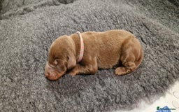 Dobermann dogs for sale: Top line doberman puppies - Image 15