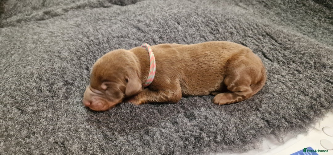 Dobermann dogs for sale: Top line doberman puppies - Image 15