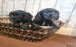 Cocker Spaniel dogs for sale: Working cocker spaniel puppies 2 black boys left.  - Image 4