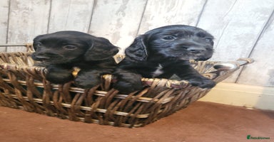 Cocker Spaniel dogs - Advert 7