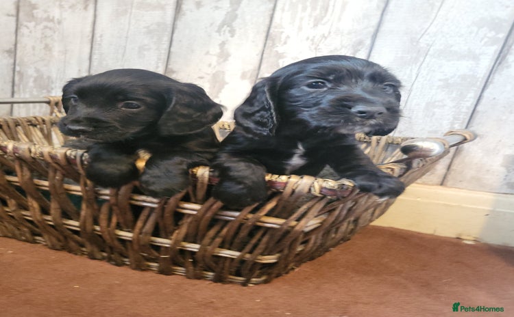 Cocker Spaniel dogs - Advert 10