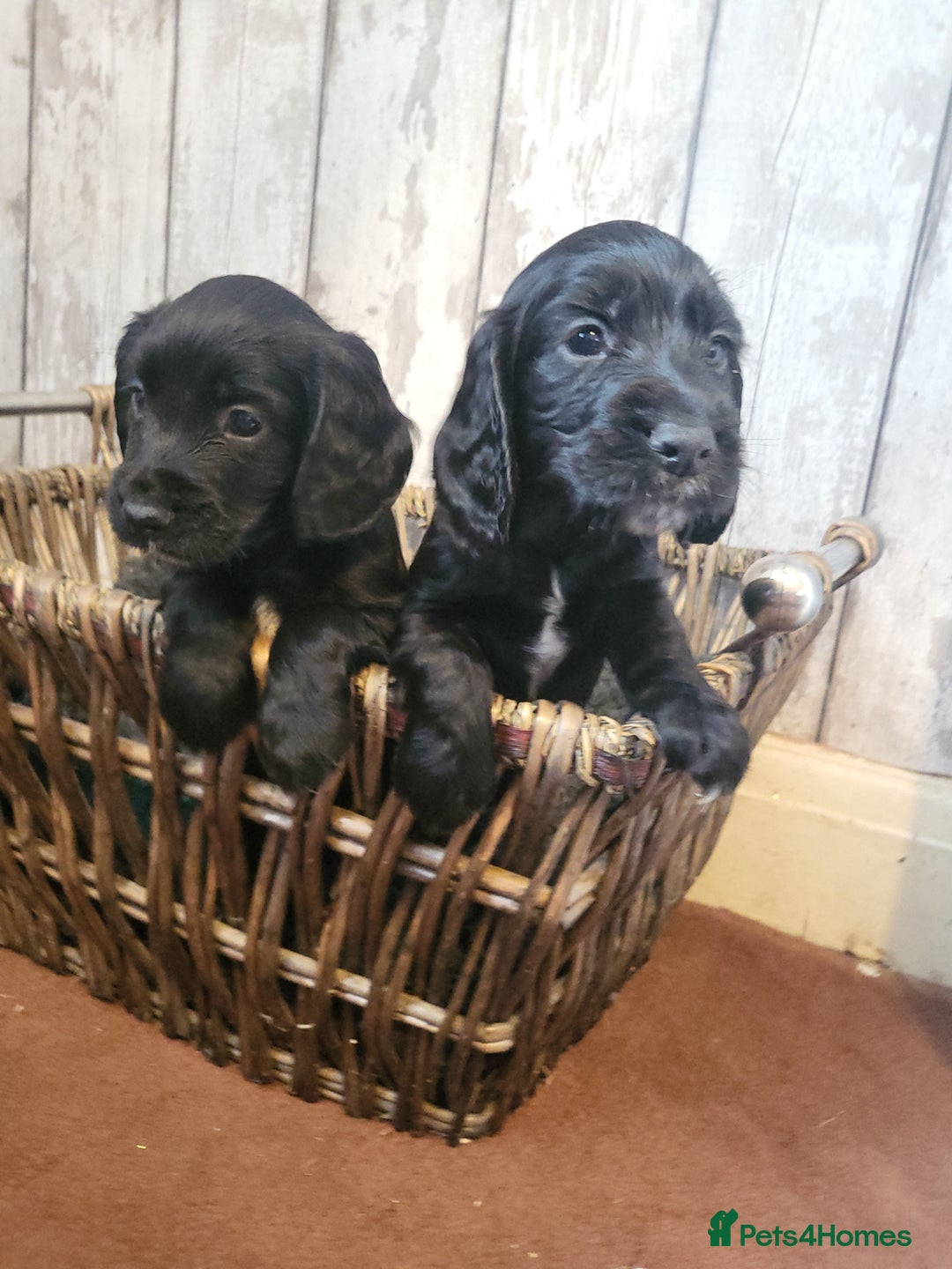 Cocker Spaniel dogs for sale: Working cocker spaniel puppies 2 black boys left.  - Image 4