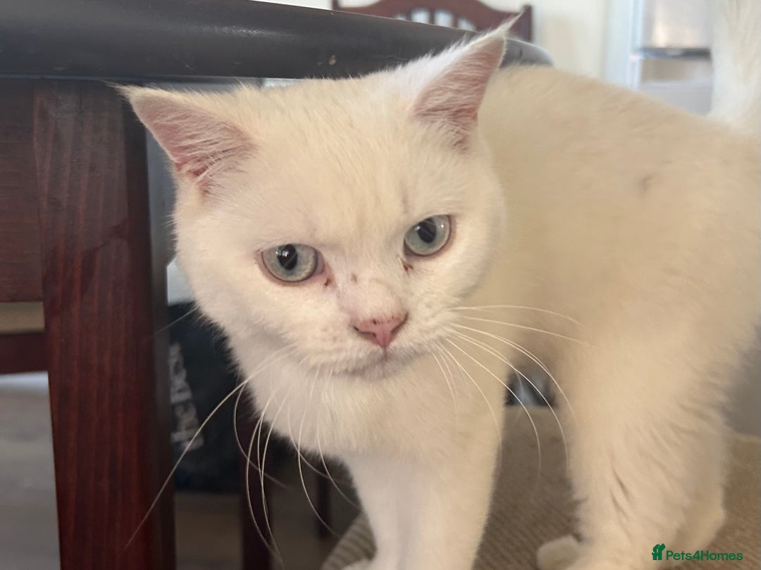 British Shorthair cats for sale: Male British shorthair for sale  - Image 2