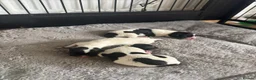 Mixed Breed dogs for sale: 3 gorgeous loving male puppies  - Advert 4