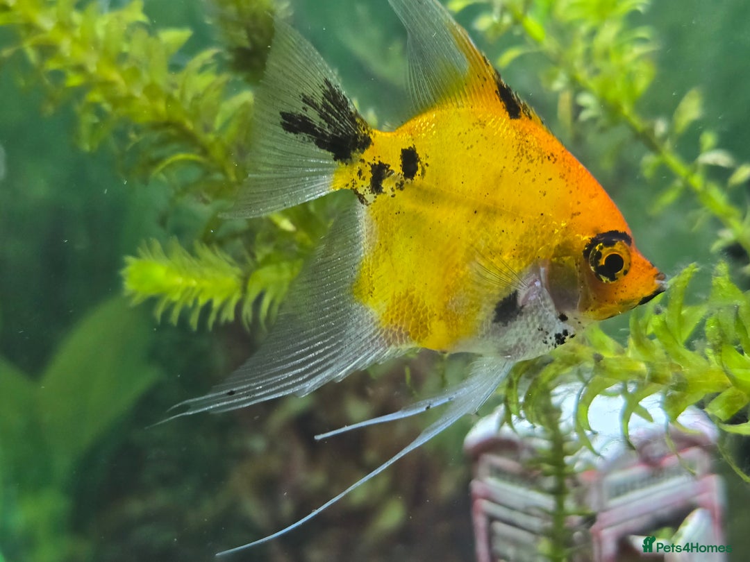 Angelfish fish for sale: All fish 100£ - Image 16
