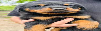 Rottweiler Puppy 3