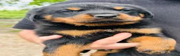 Rottweiler dogs for sale: Chunky Rottweiler Pups - Advert 3