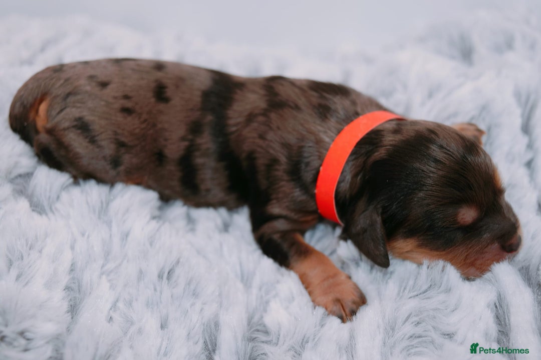 Cavapoo dogs for sale: Extensively Health tested Rare F1 Cavapoos - Image 20