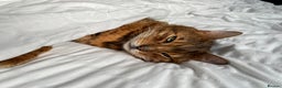 Bengal cats for sale: Loving male Bengal cat - Advert 5