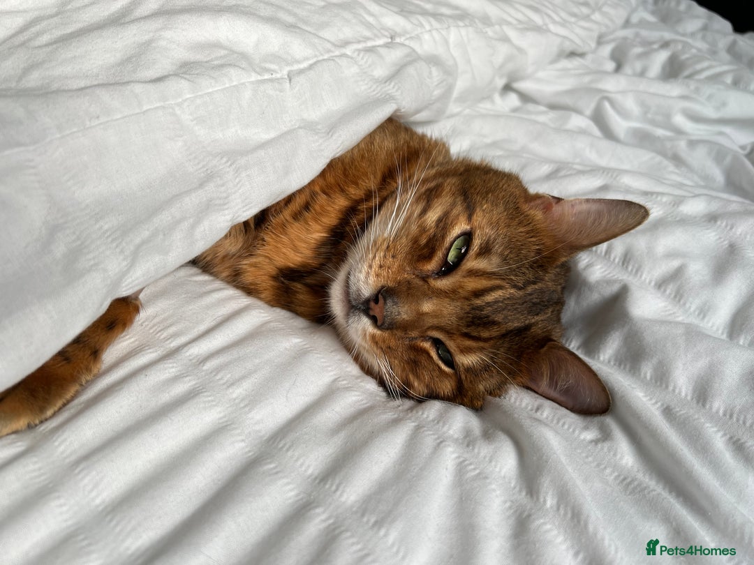 Bengal cats for sale: Loving male Bengal cat - Advert 5