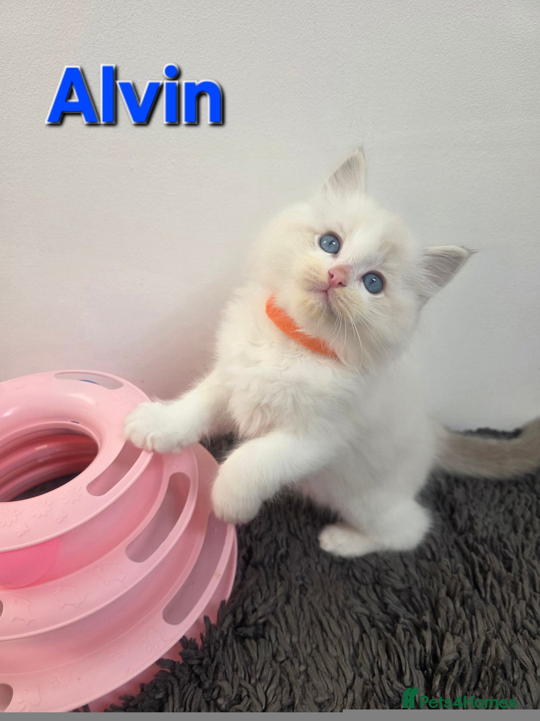 Ragdoll cats for sale: GCCF registered ragdoll kittens  - Advert 14