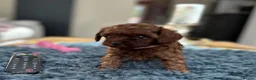 Toy Poodle dogs for sale: Adorable mini Asian poodle  - Advert 9