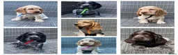 Cocker Spaniel dogs for sale: KC registered Cocker Spaniel Pups DNA tested - Advert 1