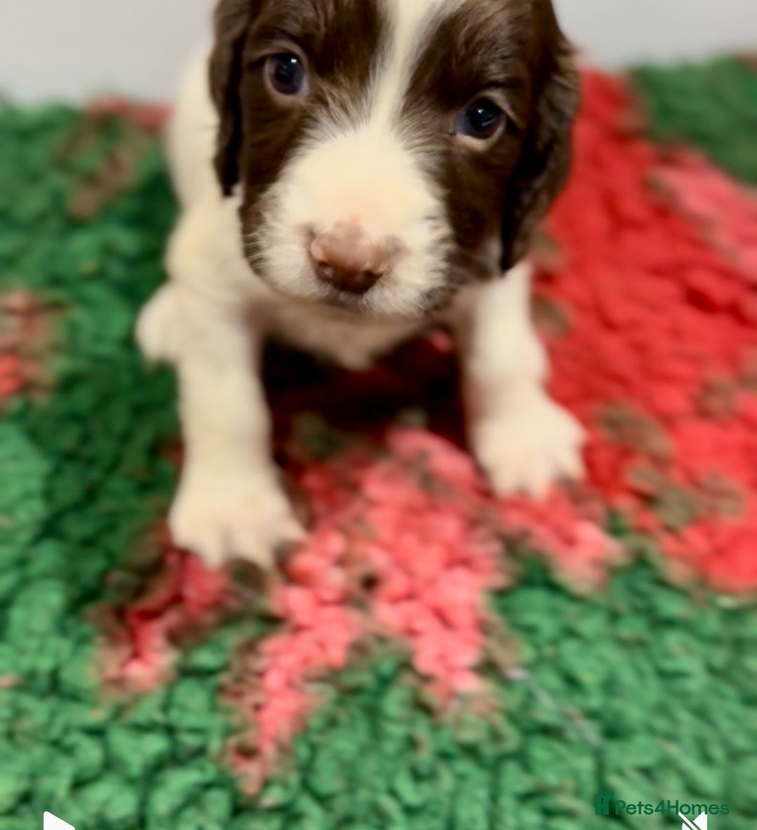 English Springer Spaniel dogs for sale: KC Working English springer spaniel puppies - Advert 12