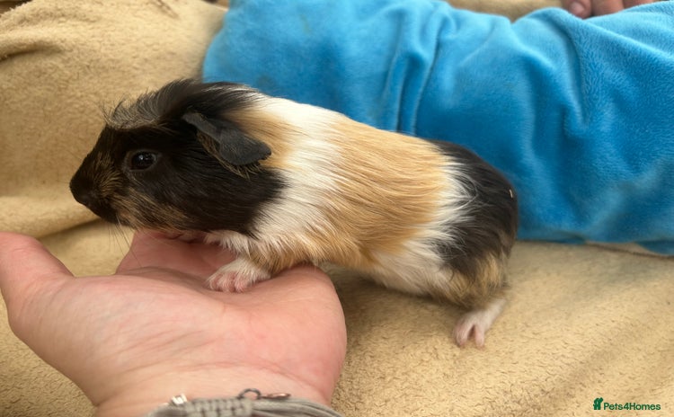 Guinea Pig rodents - Advert 1