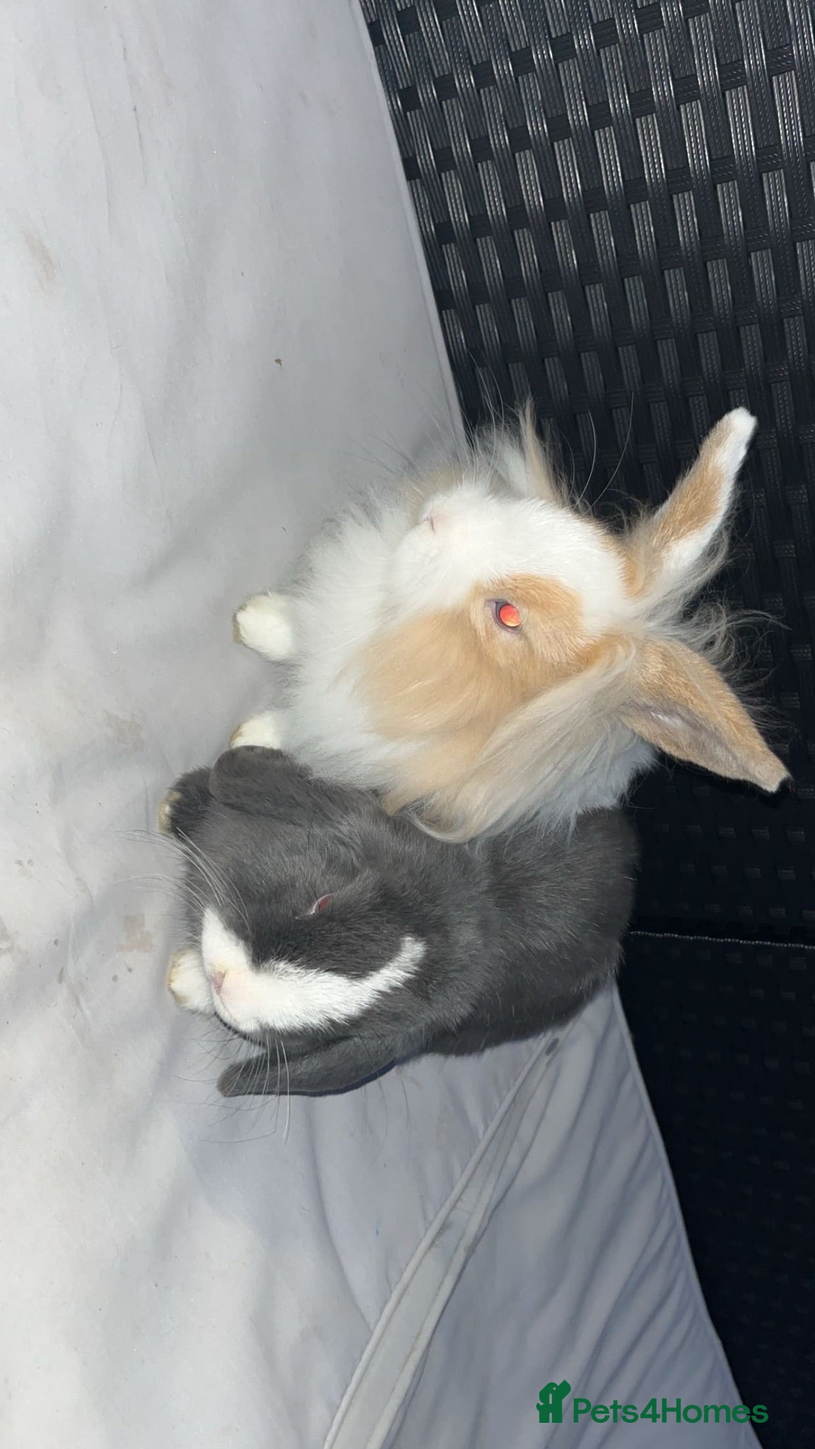 Mini Lop rabbits Mini lop  - Advert 2