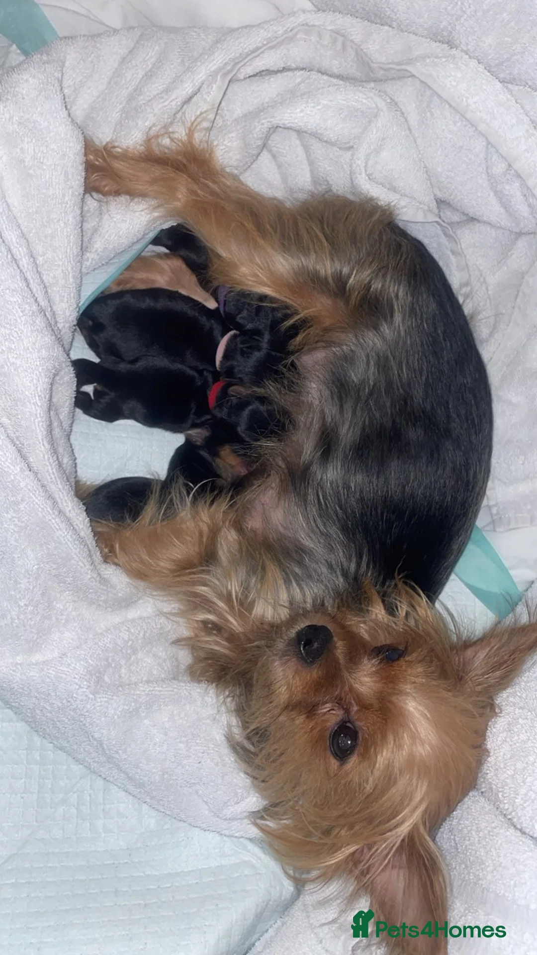 Yorkshire Terrier dogs for stud: PROVEN KC reg 2.5kg experienced STUD boy in Newton-le-Willows - Advert 26