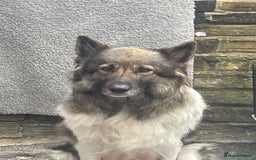 Huskita dogs for sale: akkita mix hussky - Image 2