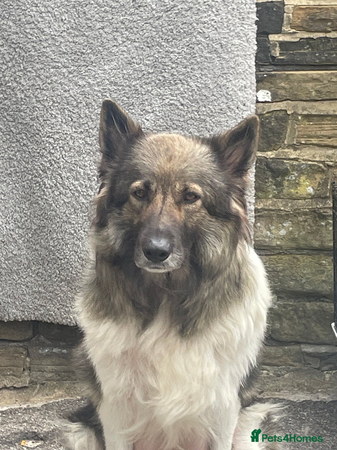 Huskita dogs for sale: akkita mix hussky - Image 2