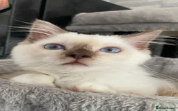 Ragdoll cats for sale: One left chocmink tabby mitted male  - Image 14