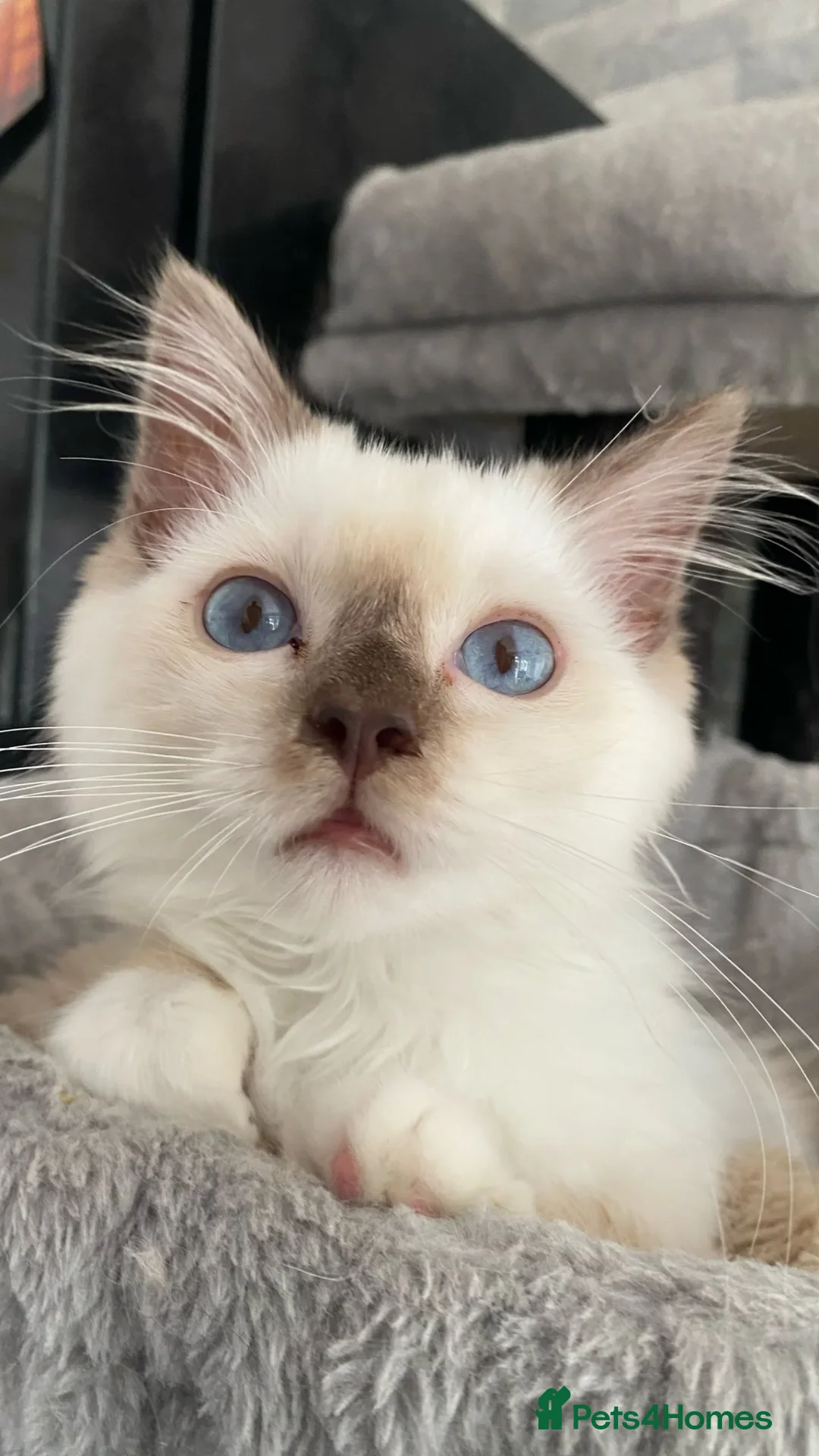 Ragdoll cats for sale: One left chocmink tabby mitted male  - Image 14