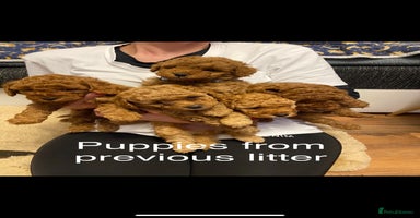 Cockapoo dogs - Advert 11