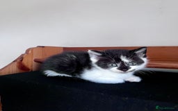 Mixed Breed cats for sale: 3 Long Furred Kittens Fluffy Ginger White Mix - Advert 10
