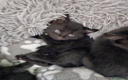 British Shorthair cats for sale: 3 black kittens - Image 1