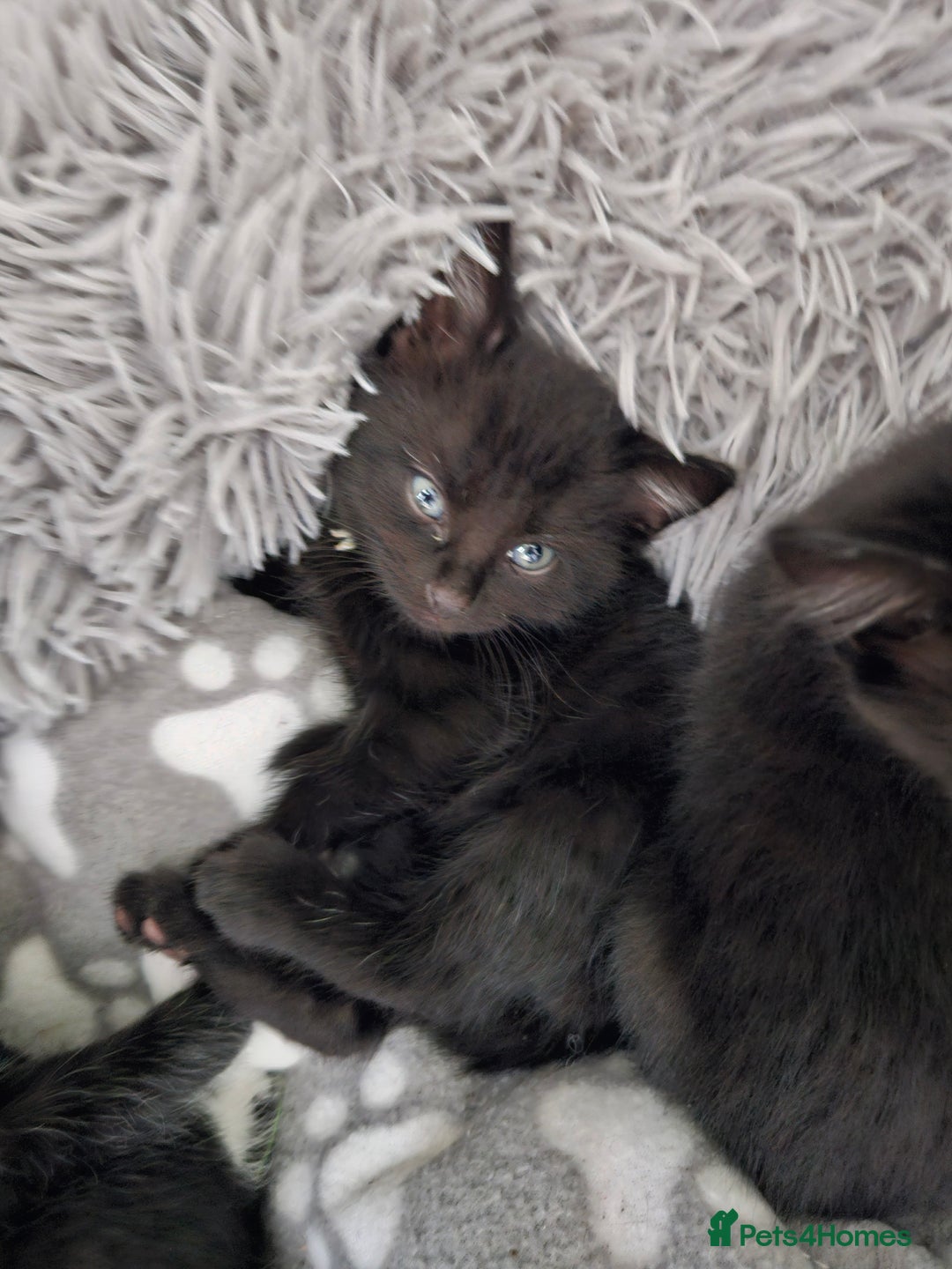 British Shorthair cats for sale: 3 black kittens - Image 1