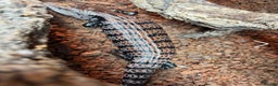 Skink reptiles for sale: Blue tongue skink for sale - Advert 3