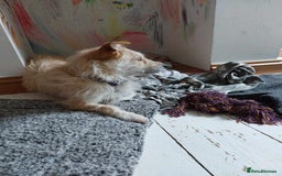 Mixed Breed dogs for adoption: Miss Luna - Image 3