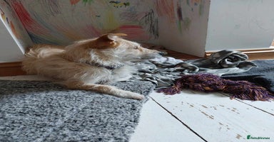 Mixed Breed dogs Miss Luna - Advert 9