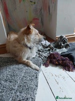 Mixed Breed dogs Miss Luna - Advert 11