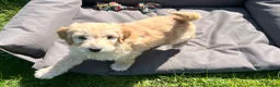 Goldendoodle dogs for sale: Stunning Goldendoodle Puppies - Advert 13