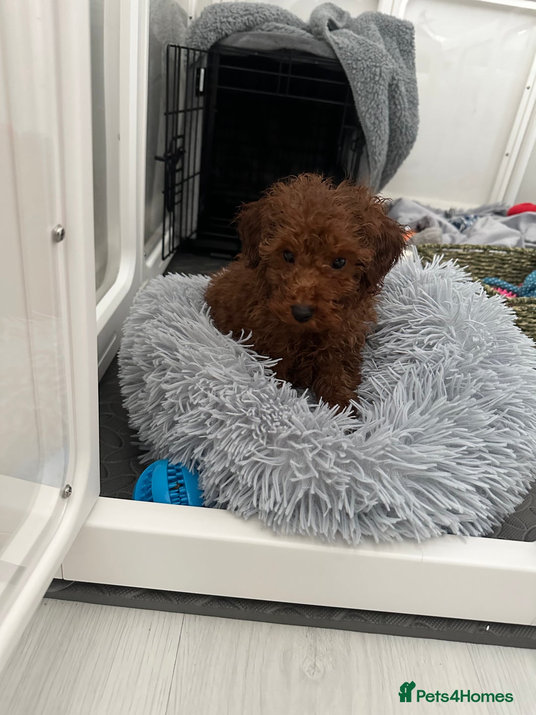 Toy Poodle dogs for sale: Deep red toy poodle  - Advert 2