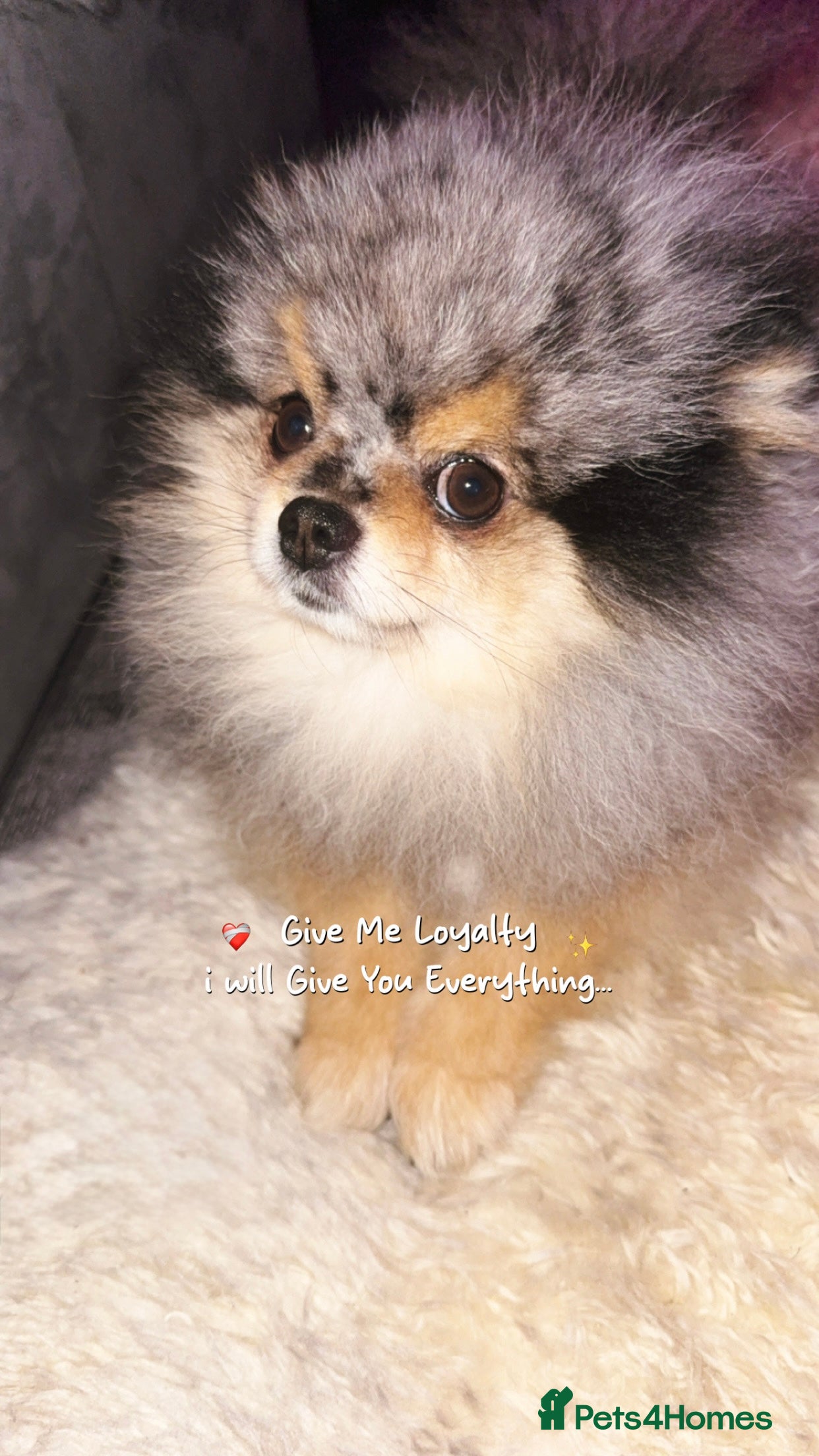 Pomeranian dogs 💙✨BLUE & HAZEL EYES 👀 EXPERIENCED POM STUDS🏆 - Advert 2