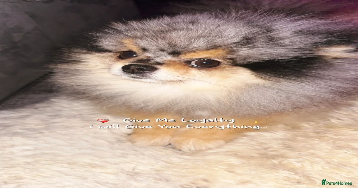 Female Dogs for stud | Pets4Homes