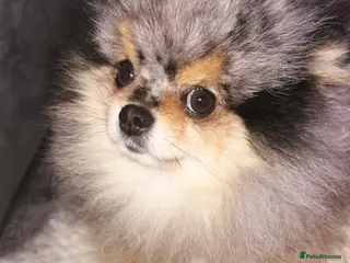 Pomeranian dogs 💙✨BLUE & HAZEL EYES 👀 EXPERIENCED POM STUDS🏆 - Advert 2