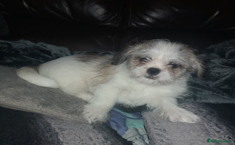 Shih Tzu dogs - Advert 1