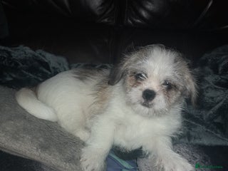 Shih Tzu dogs for sale - Advert 1