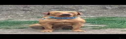Labrador Retriever dogs for sale: KC REG Fox Red Labrador puppies in Kilwinning - Advert 5