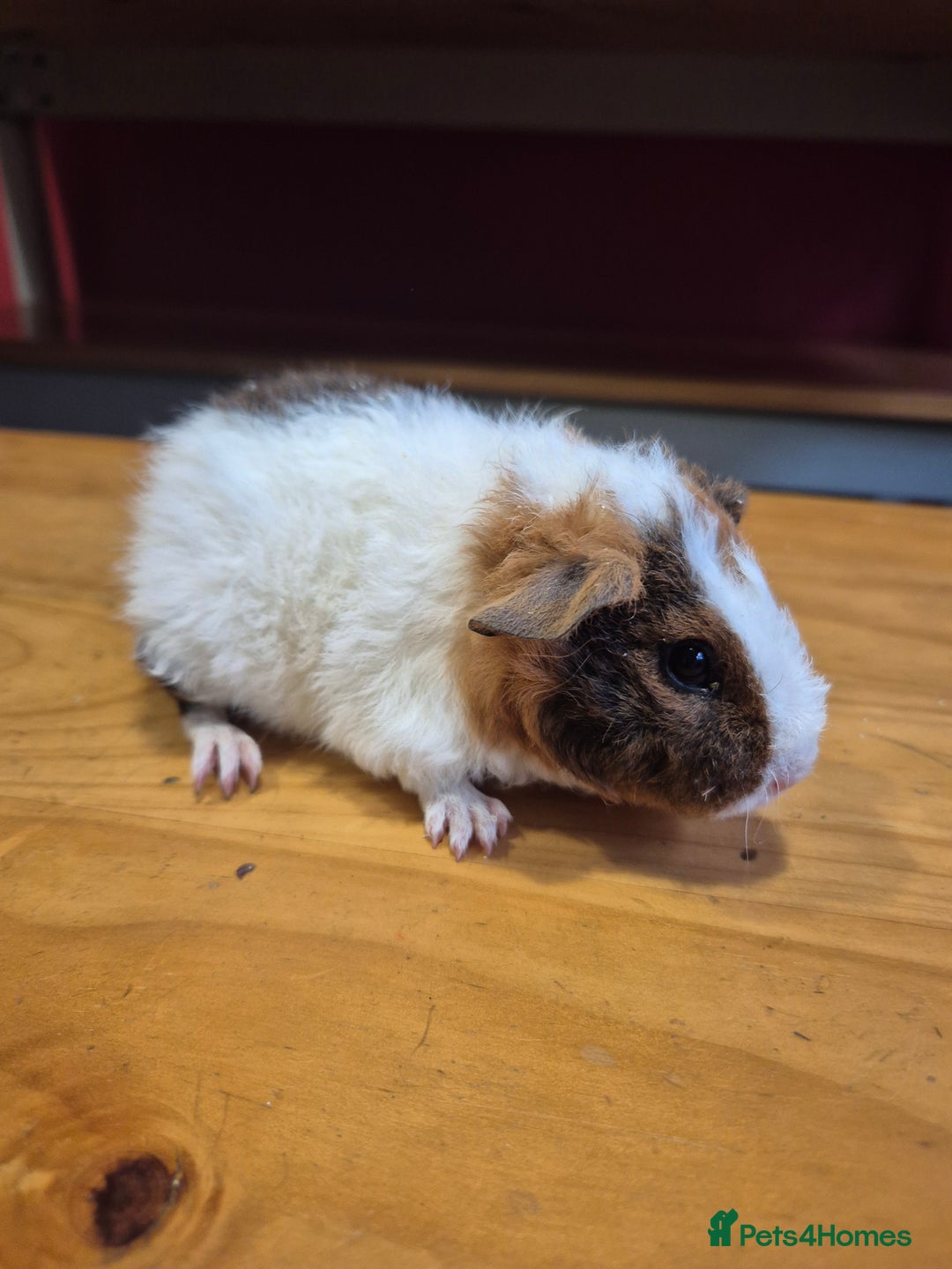 Guinea Pig rodents for sale: Teddy guinea pigs - Advert 1