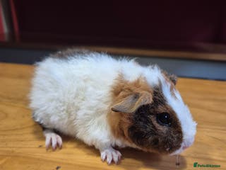 Guinea Pig rodents Teddy guinea pigs - Advert 1
