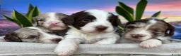 Sproodle dogs for sale: ✨RARE TRICOLOUR TUXEDO MERLE SPROODLES🐾❤️✨ TESTED - Advert 3