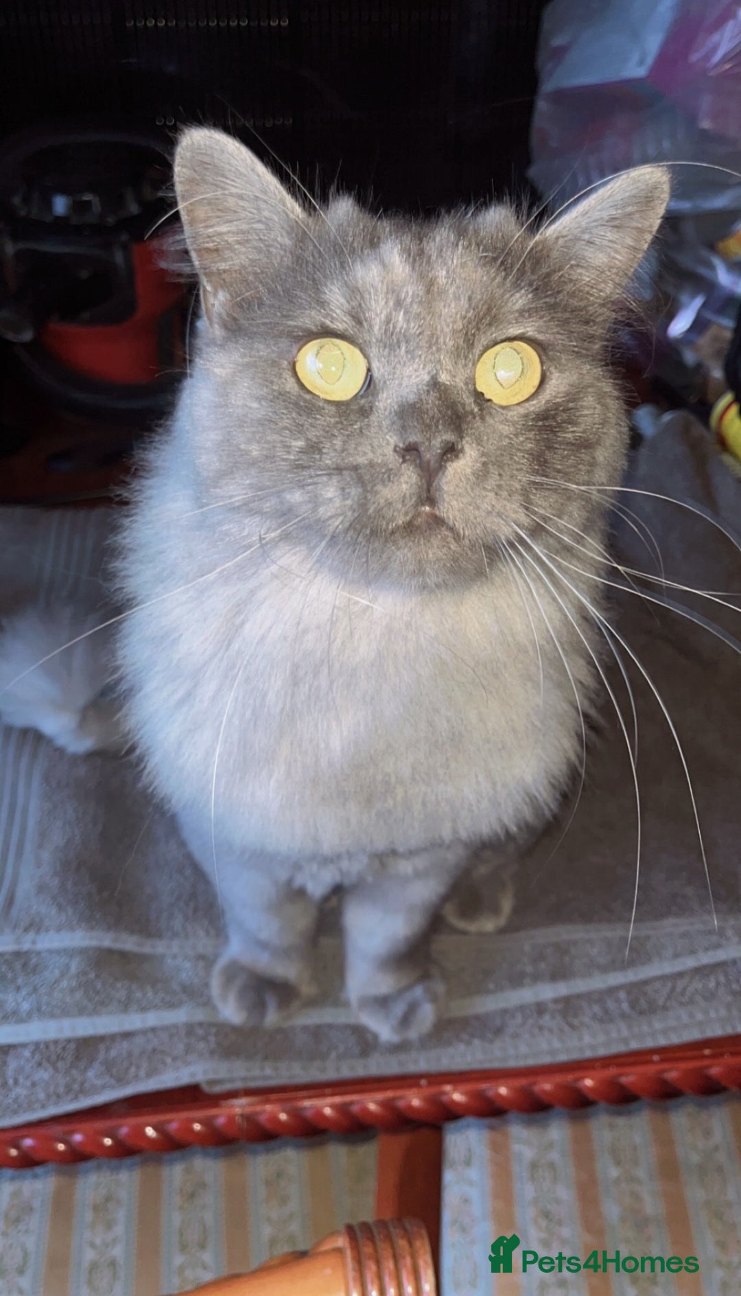 Mixed Breed cats for adoption: Poseidon - Image 2