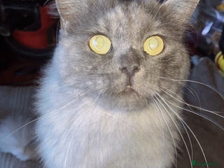 Mixed Breed cats - Advert 1