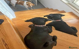 Mixed Breed dogs for adoption: Sweet Little Sprout - Image 8