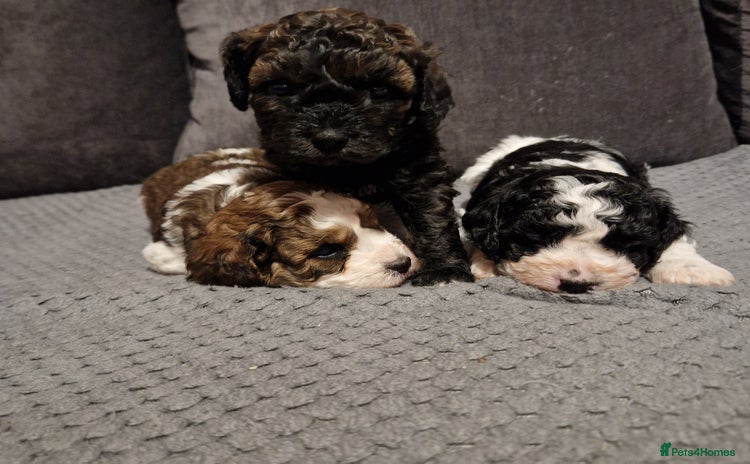 Cavapoo dogs - Advert 8