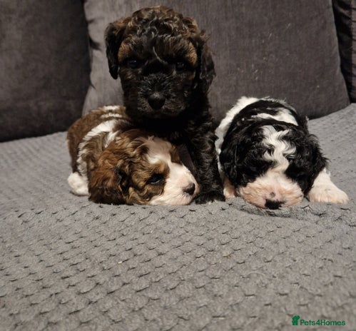 Cavapoo dogs - Advert 1